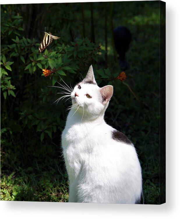 Cat Acrylic Print featuring the photograph Tazz and Butterfly by Bess Carter