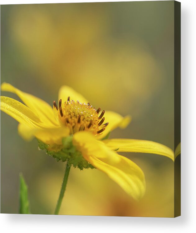 Daisy Acrylic Print featuring the photograph Tickseed Daisy by Phil And Karen Rispin