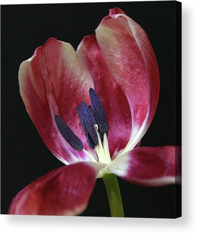 Macro Acrylic Print featuring the photograph Tulip Red 042207 by Julie Powell