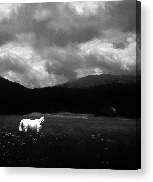 White Acrylic Print featuring the photograph White Stallion in a Monochrome Dreamscape by Wayne King