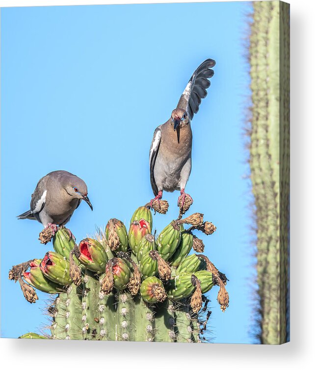 White-winged Doves Acrylic Print featuring the photograph White-winged Doves 5424-061820-2 by Tam Ryan