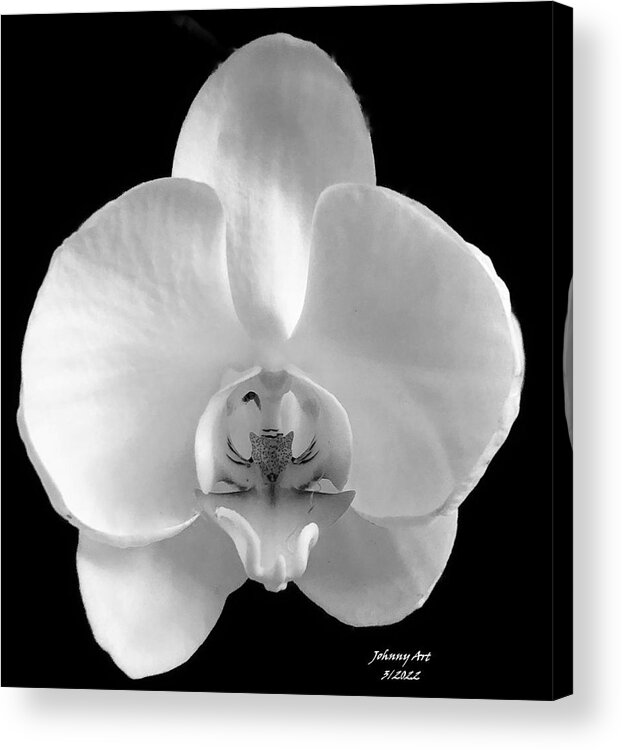 Black And White Acrylic Print featuring the photograph Wild Orchid by John Anderson