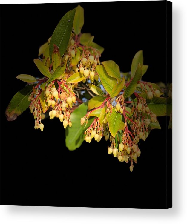 Photography Acrylic Print featuring the digital art Yellow flowers in the dark by Corina Stupu Thomas