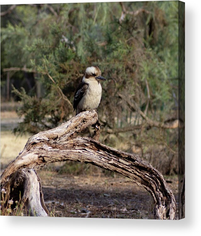 Kookaburra Acrylic Print featuring the photograph Young Kookaburra by Tania Read