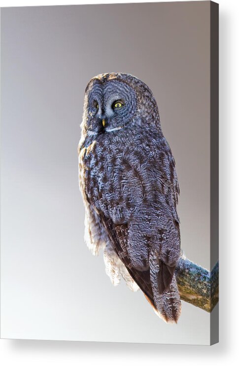 Bird Acrylic Print featuring the photograph Lapland Owl by Mircea Costina Photography
