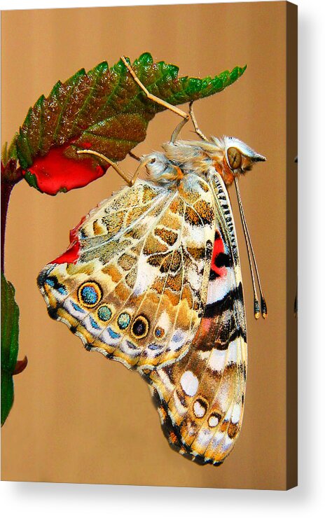 Butterfly Acrylic Print featuring the photograph Painted Lady Butterfly by David and Carol Kelly