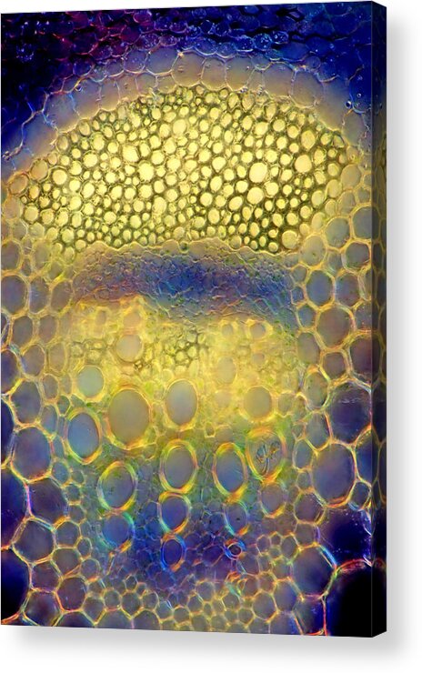 Cosmos Acrylic Print featuring the photograph Cosmos Flower Tissues, Lm #1 by Marek Mis