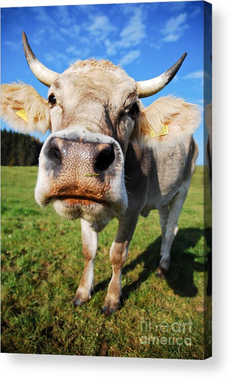 Cow Acrylic Print featuring the photograph cow by Hannes Cmarits