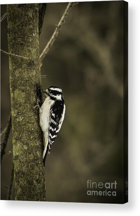 Downy Acrylic Print featuring the photograph Downy Woodpecker by Brad Marzolf Photography