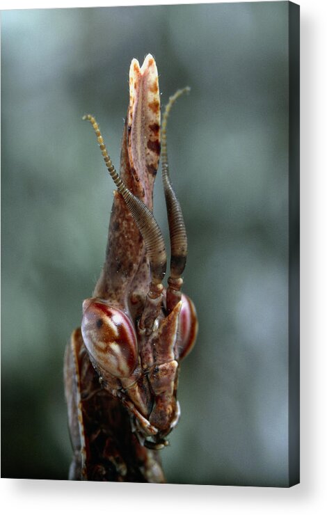 Animal Acrylic Print featuring the photograph European Mantis #1 by Perennou Nuridsany