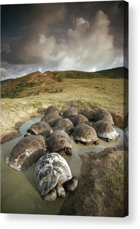 Feb0514 Acrylic Print featuring the photograph Galapagos Giant Tortoises Wallowing #1 by Tui De Roy