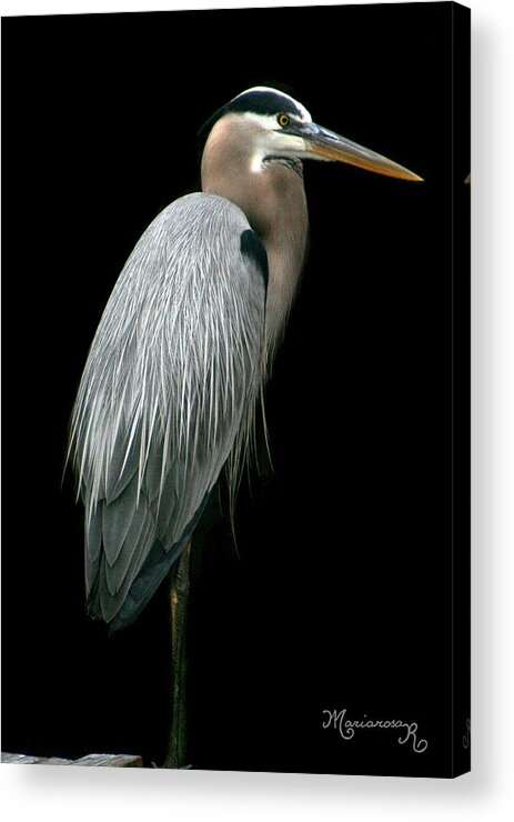 Heron Acrylic Print featuring the photograph Great Blue Heron by Mariarosa Rockefeller