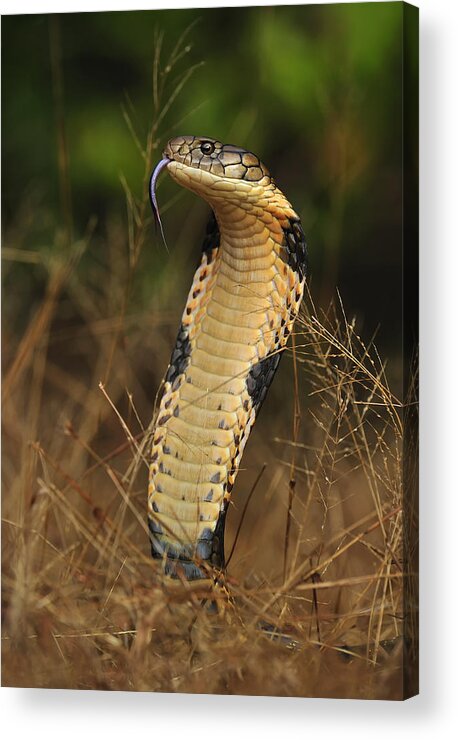 Thomas Marent Acrylic Print featuring the photograph King Cobra Agumbe Rainforest India #1 by Thomas Marent