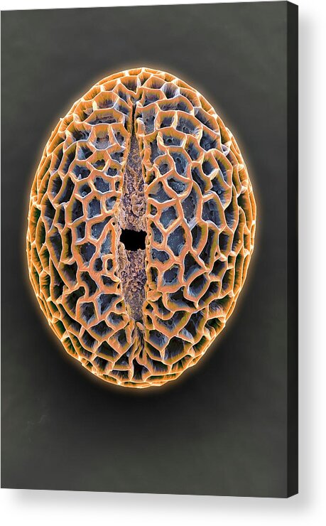 Leptoglossis Lomana Acrylic Print featuring the photograph Leptoglossis Pollen Grain #1 by Natural History Museum, London/science Photo Library
