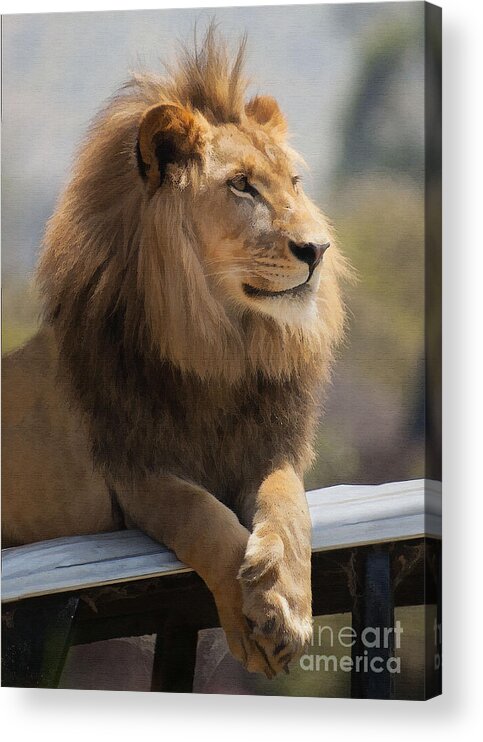 Animal Acrylic Print featuring the digital art Majestic Lion #1 by Sharon Foster