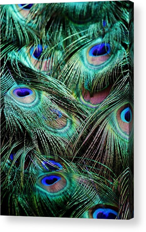 Peacock Acrylic Print featuring the photograph Peacock Feathers #1 by Paulette Thomas