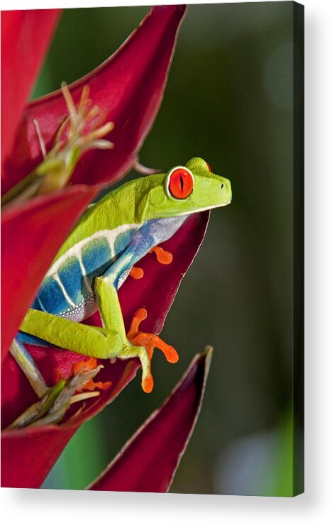 Red Eyed Acrylic Print featuring the photograph Red eyed tree frog 2 by Dennis Cox