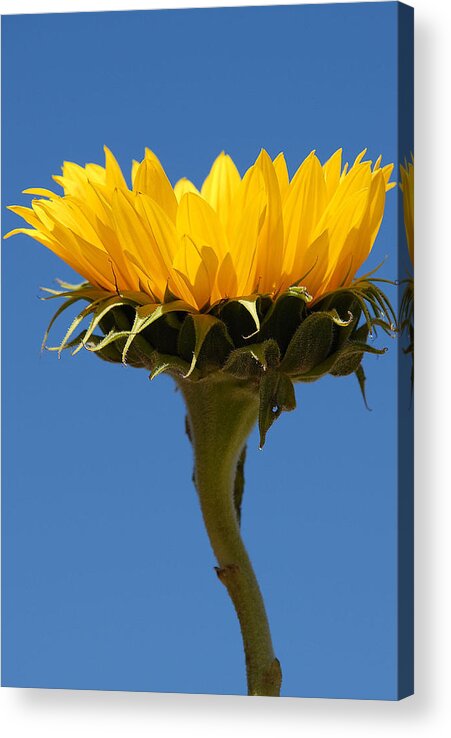 Flowers Acrylic Print featuring the photograph Sunflower and Sky #1 by Susan Moody