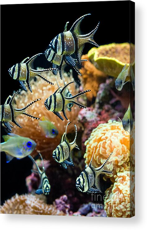 Banggai Cardinalfish Acrylic Print featuring the photograph Tropical Wonderland - Banggai cardinalfish #1 by Jamie Pham
