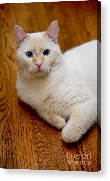 Blue Eyes Acrylic Print featuring the photograph Flame Point Siamese Cat #15 by Amy Cicconi
