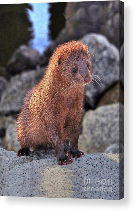 Mink Acrylic Print featuring the photograph An American Mink by Kathy Baccari
