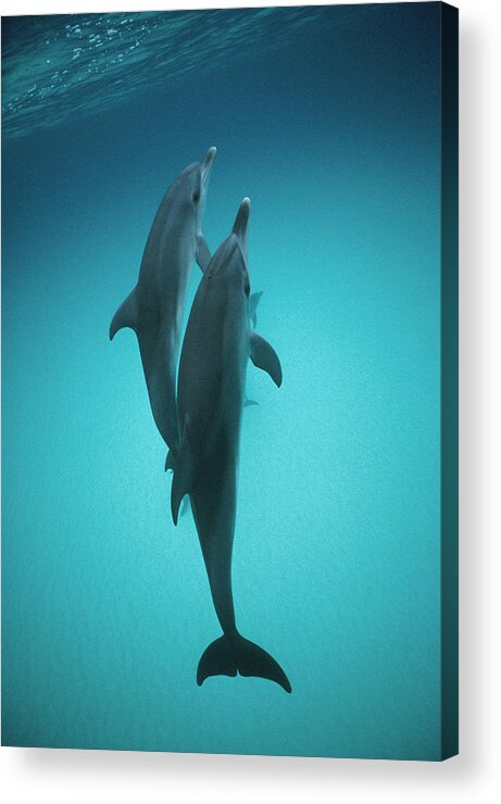 Feb0514 Acrylic Print featuring the photograph Atlantic Spotted Dolphin Pair Bahamas by Flip Nicklin