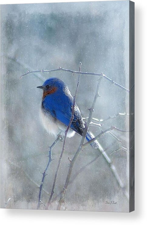 Birds Acrylic Print featuring the photograph Blue Bird by Fran J Scott
