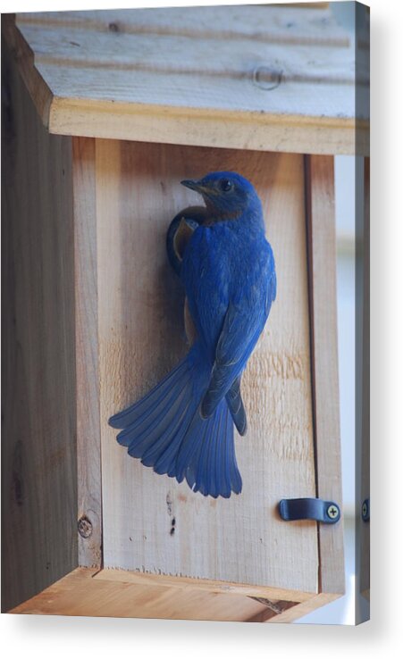 Bird Acrylic Print featuring the photograph Bluebird of Happiness by Kenny Glover