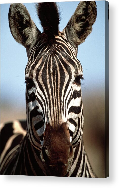 Burchell's Zebra Acrylic Print featuring the photograph Burchell's Zebra #2 by Tony Camacho/science Photo Library