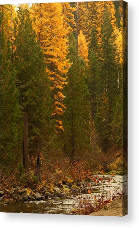 Northeastern Washington Acrylic Print featuring the photograph Fall at Sheep Creek #2 by Loni Collins