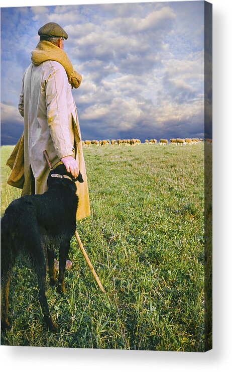 Shepherd Acrylic Print featuring the photograph French Shepherd by Chuck Staley