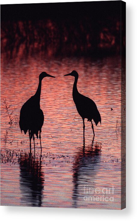 Birds Acrylic Print featuring the photograph Sandhill cranes by Steven Ralser