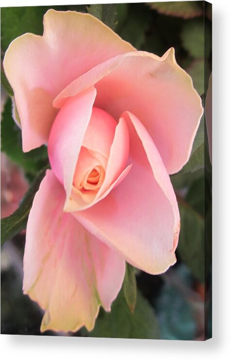 Rose Acrylic Print featuring the photograph Solo #2 by Rosita Larsson