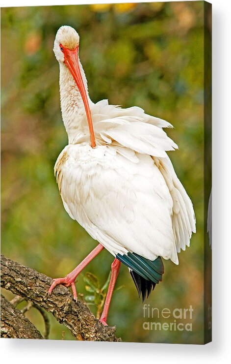 Nature Acrylic Print featuring the photograph White Ibis #2 by Millard H. Sharp