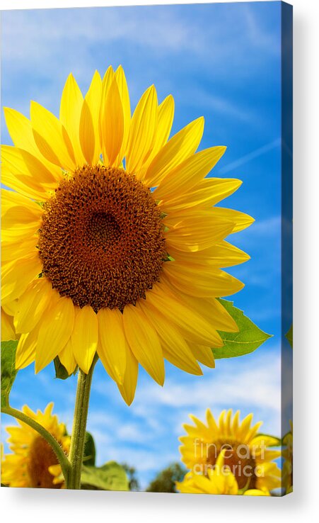Clear Acrylic Print featuring the photograph Sunflower #3 by Mark Dodd