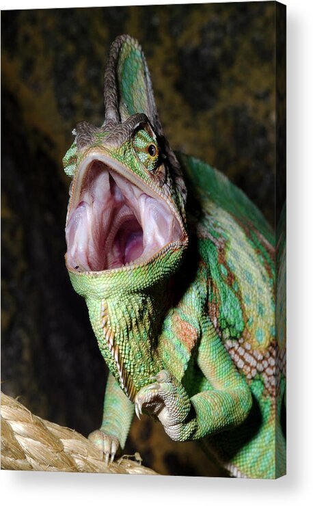 Reptile Acrylic Print featuring the photograph Yemen Or Veiled Chameleon #3 by Nigel Downer