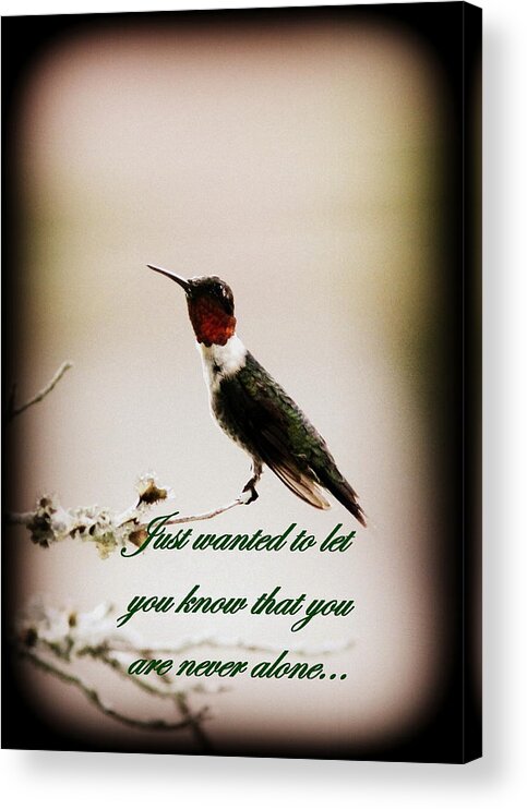 Hummingbird Acrylic Print featuring the photograph Hummingbird - Card #2 by Travis Truelove