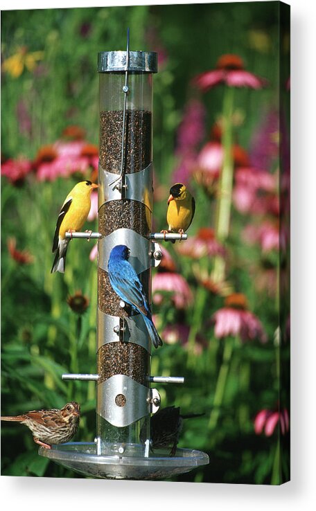 American Goldfinch Acrylic Print featuring the photograph American Goldfinches (carduelis Tristis #6 by Richard and Susan Day