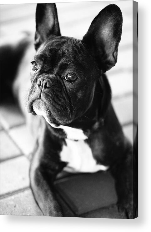 French Bulldog Acrylic Print featuring the photograph French Bulldog #7 by Falko Follert