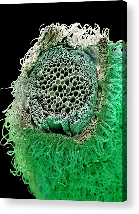 Rosemary Acrylic Print featuring the photograph Rosemary #9 by Stefan Diller/science Photo Library