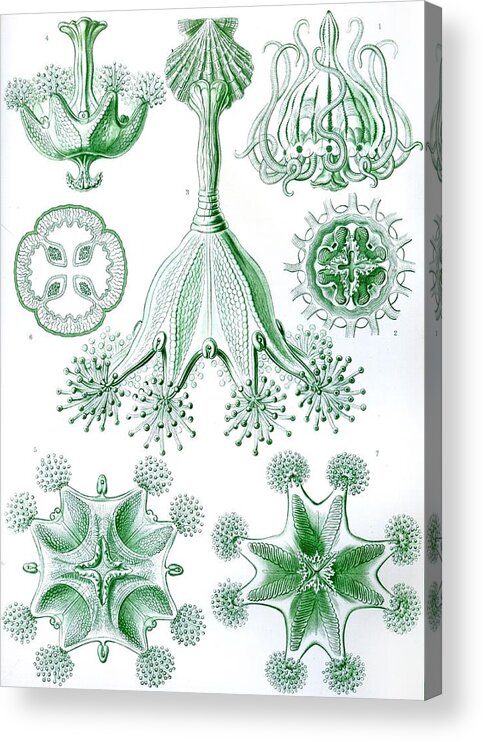 Vertical Acrylic Print featuring the drawing A Collection Of Stauromedusae by Ernst Haeckel