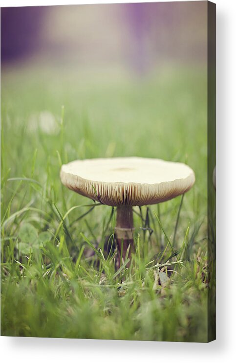 Mushroom Acrylic Print featuring the photograph A Fairy Umbrella by Heather Applegate