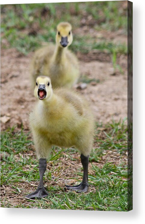 Canadian Gosling Acrylic Print featuring the photograph A Gosling with an Attitude by John Rohloff