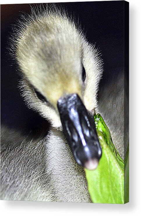 Gosling Acrylic Print featuring the photograph A Little Trouble by Lisa Holland-Gillem