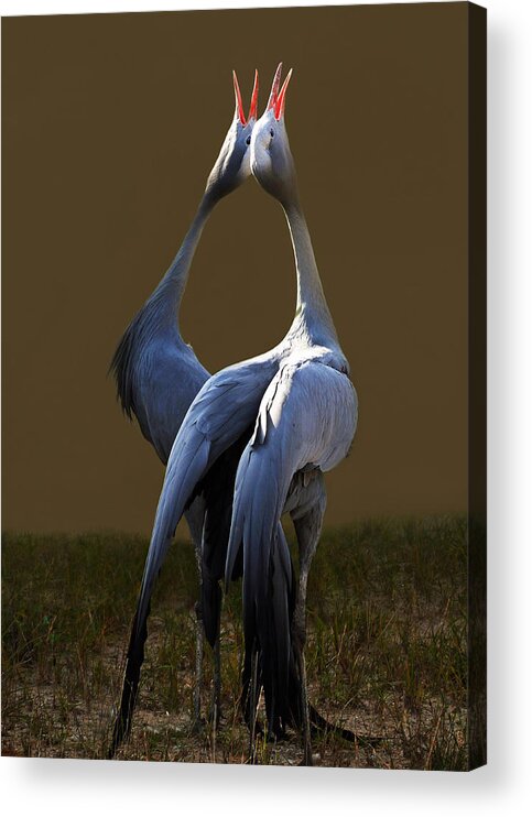 International Crane Foundation Acrylic Print featuring the photograph A Lovers' Dance by Leda Robertson
