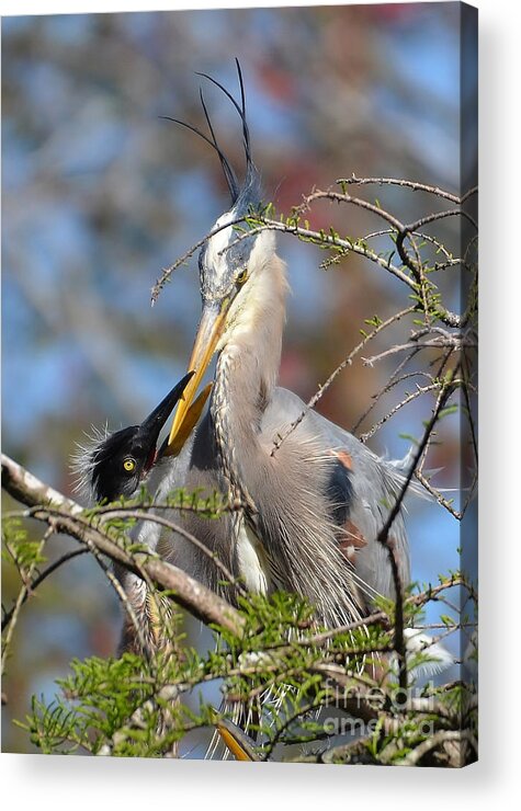 Heron Acrylic Print featuring the photograph A Special Moment by Kathy Baccari