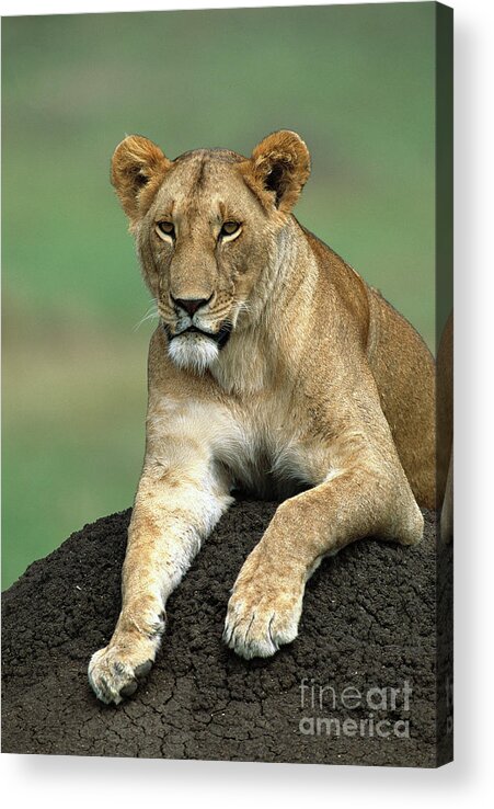 00344492 Acrylic Print featuring the photograph Lioness in Masai Mara by Yva Momatiuk and John Eastcott