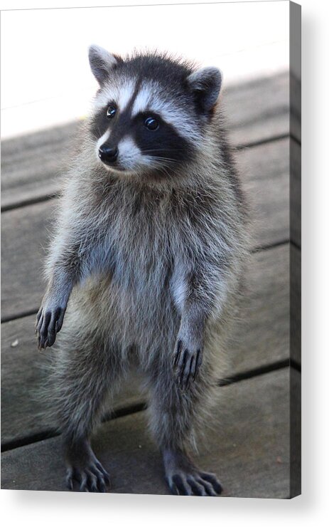 Mammals Acrylic Print featuring the photograph Am I early for Dance Class? by Kym Backland