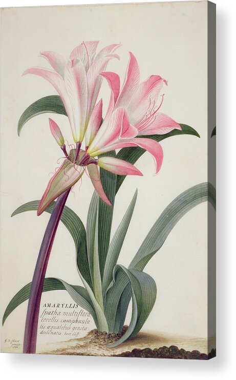 Belladonna Lily Acrylic Print featuring the painting Amaryllis Belladonna, 1761 by Georg Dionysius Ehret