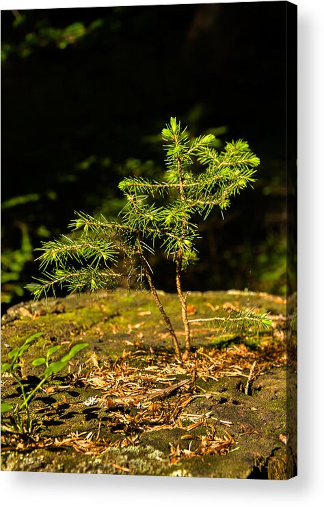 Tree Acrylic Print featuring the photograph Ambitious Spruce by Andreas Berthold